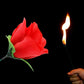 🔥Magic Rose - Fackla till ros💖