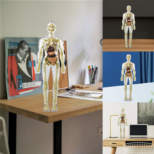 3D-model af menneskekroppens torso til børns anatomi Skelet