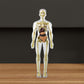 3D-model af menneskekroppens torso til børns anatomi Skelet