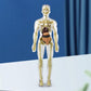 3D-model af menneskekroppens torso til børns anatomi Skelet
