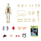 3D-model af menneskekroppens torso til børns anatomi Skelet