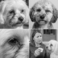 Balsam til fjernelse af tårepletter hos kæledyr til hunde og katte