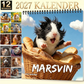 🐹 Et helt år med søde marsvin – charmerende vægkalender